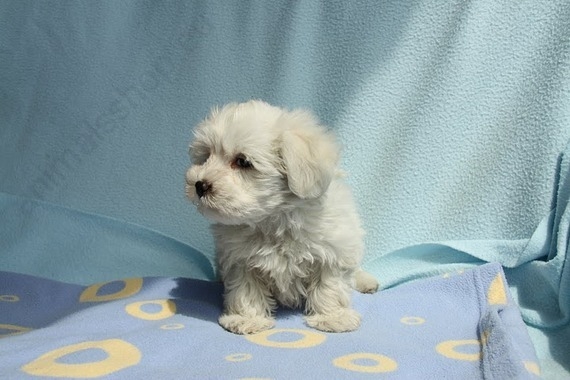 Bichon maltes hembra 2